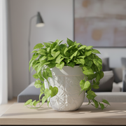 Potted plant on a table in a living room setting