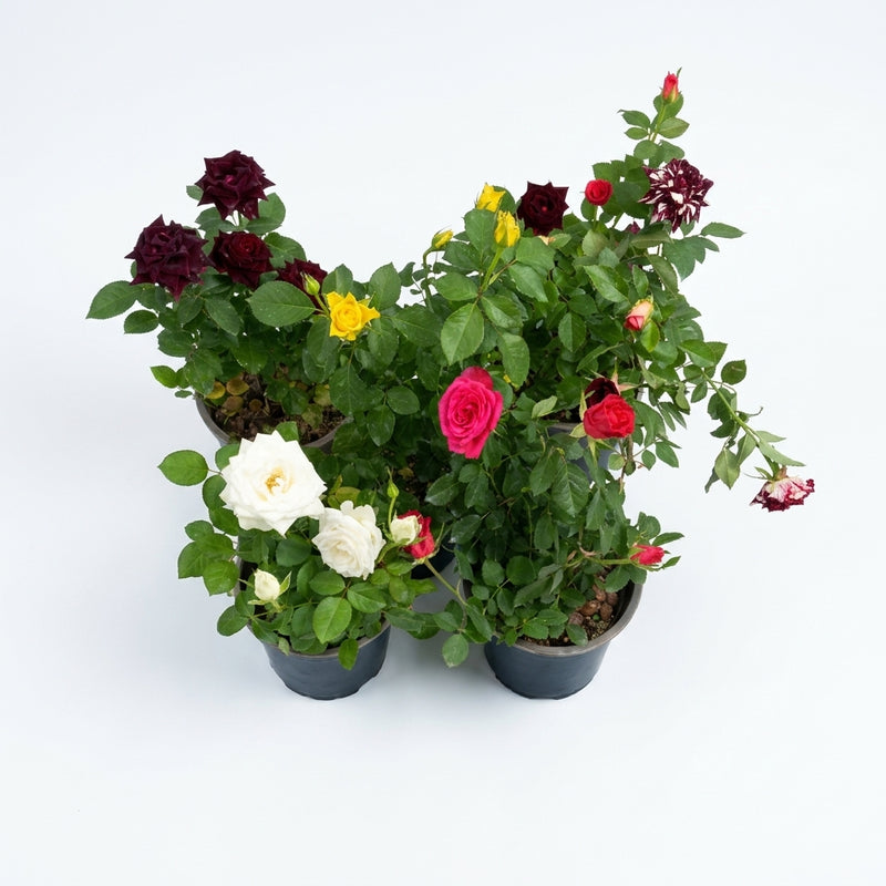 Rose Plant Mixed Color -Single Piece