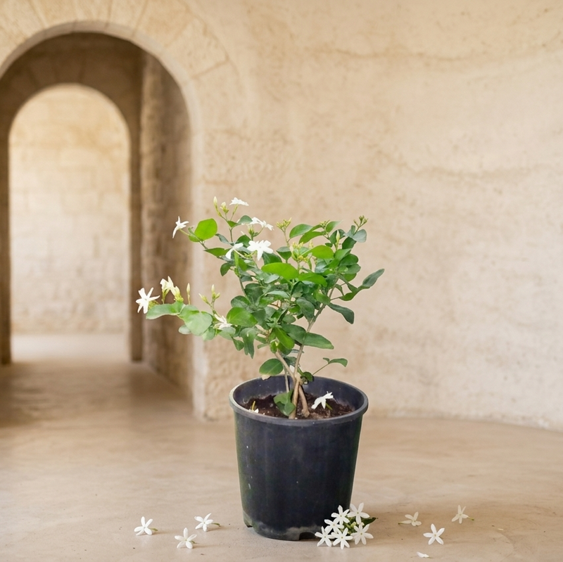 Jasminium Mogra (Syrian Jasmin) 35cm height