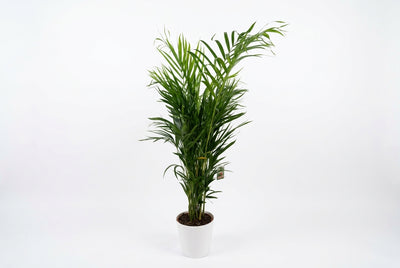 Dypsis Lutescens - 130Cm Height