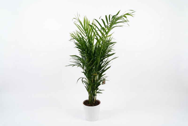 Dypsis Lutescens - 130Cm Height