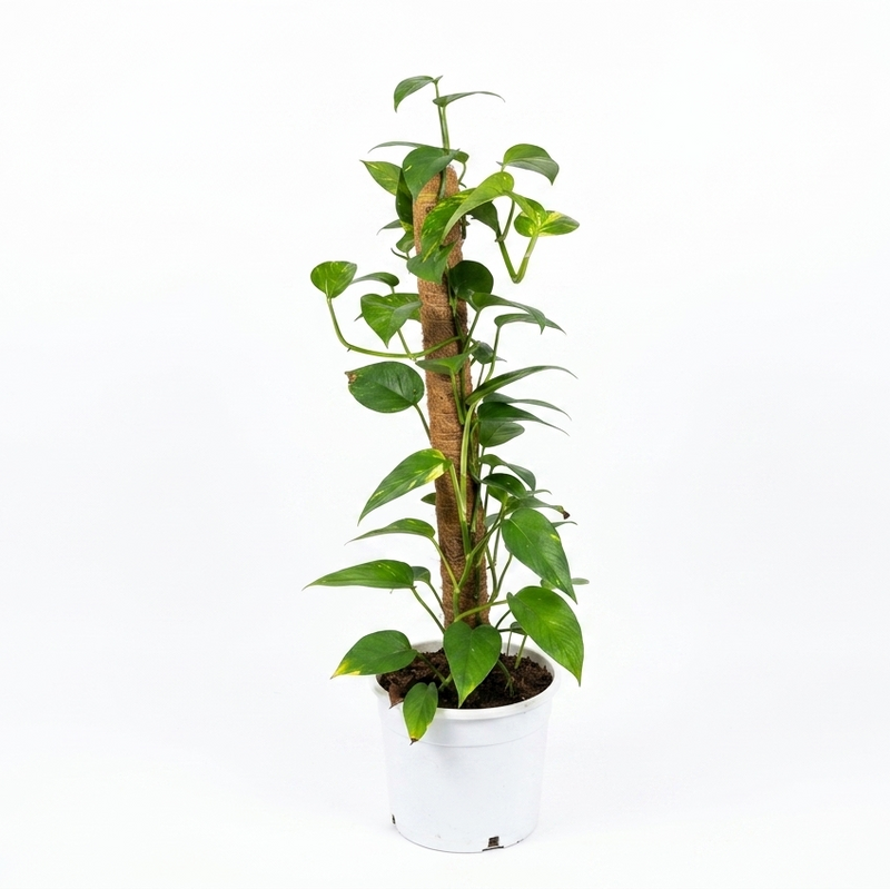 نبات المال - Scindapsus epipremnum 90cm ht