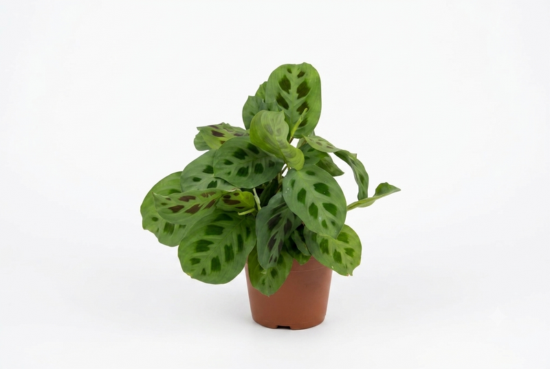 Maranta Leuc. 'Kerchoveana' 12Cm Pot,30Cm Ht