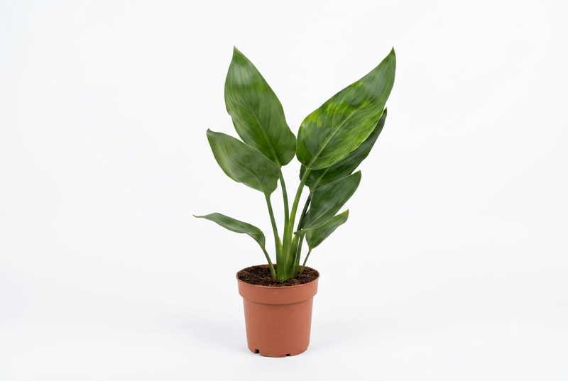 Strelitzia Reg. No Flowers 12Cm Pot,35Cm Ht