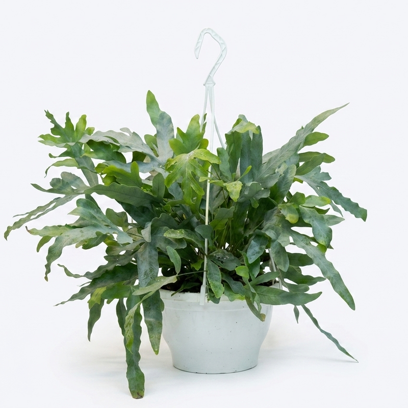 Phlebodium aureum 'Blue Star' Air So Pure Hanging pot
