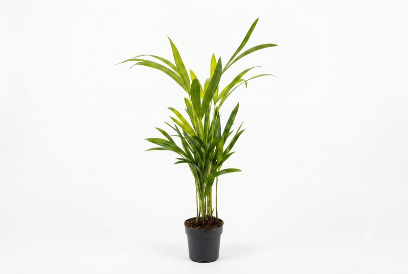 Dypsis lutescens ...Chrysalidoca 50cm ht