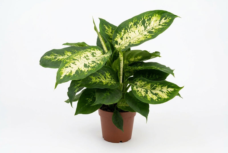 Dieffenbachia 'Compacta' - 12Cm Pot - 40Cm Height