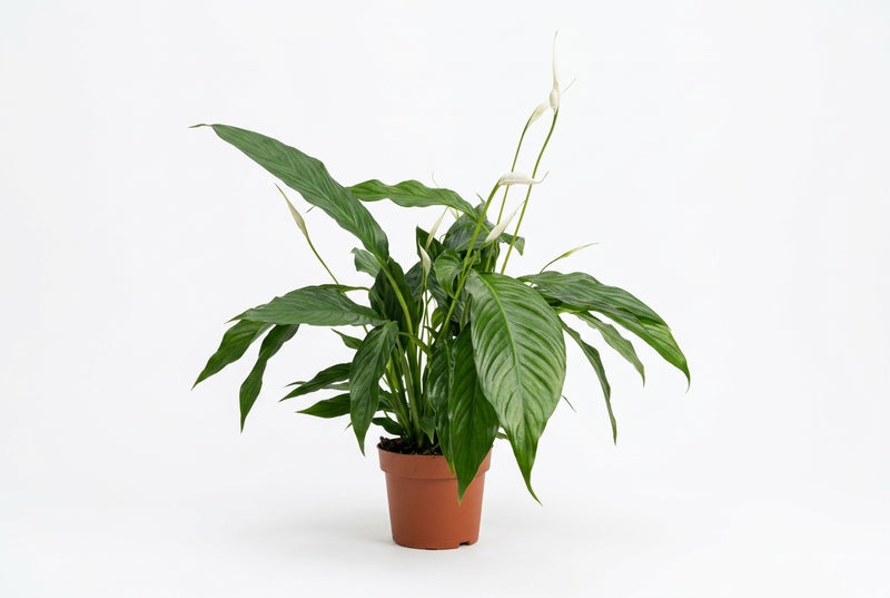 Spathiphyllum 'Sweet Chico' 5+ Flowers 55Cm Ht