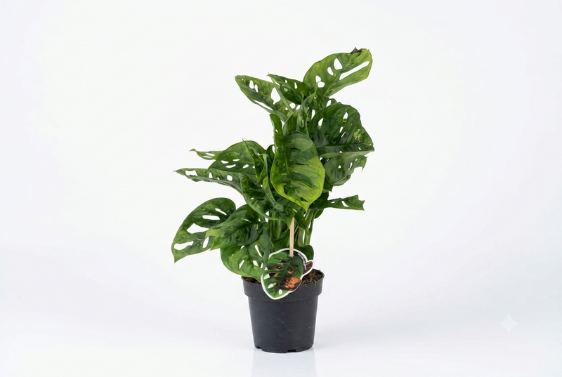 Monstera Monkey Mask 30Cm Ht