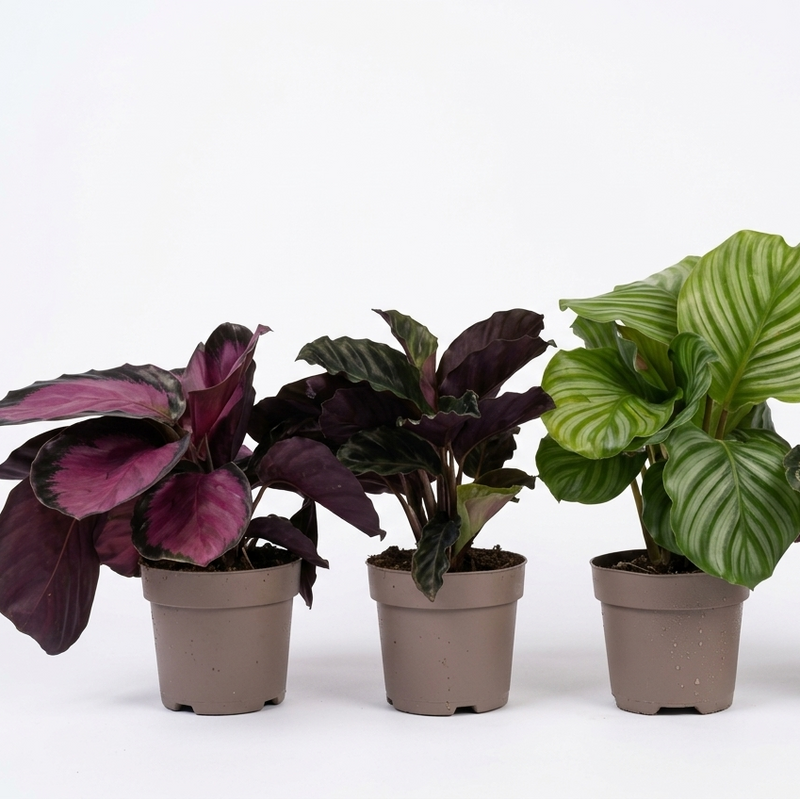 Calathea Mix 40Cm Height- Single piece