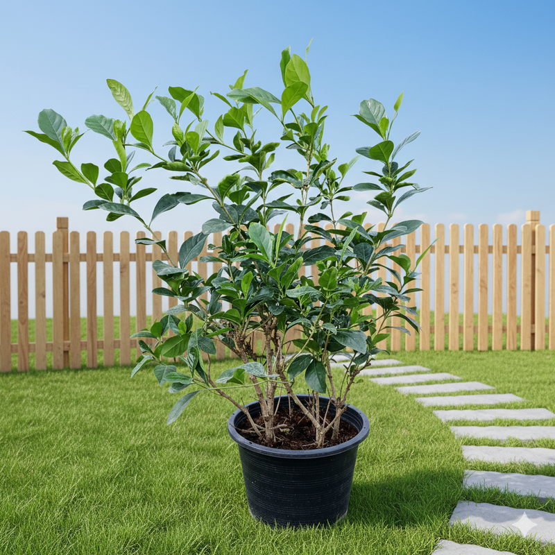 غاردينيا ياسمين: "الحب الأول" ارتفاع 30-35 سم وكثيف في وعاء 10 لتر