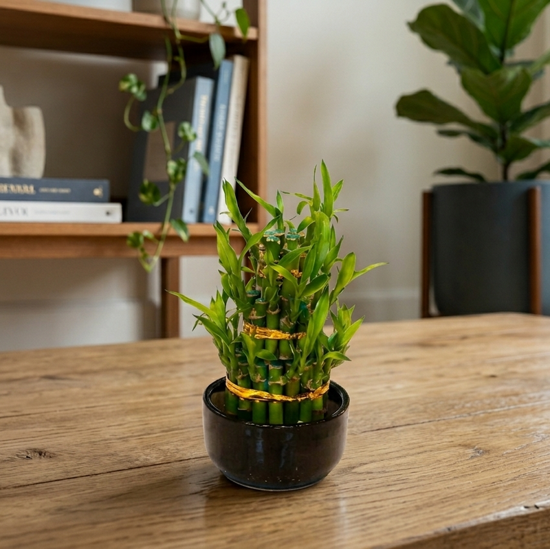 Lucky Bamboo Small 3 Tier