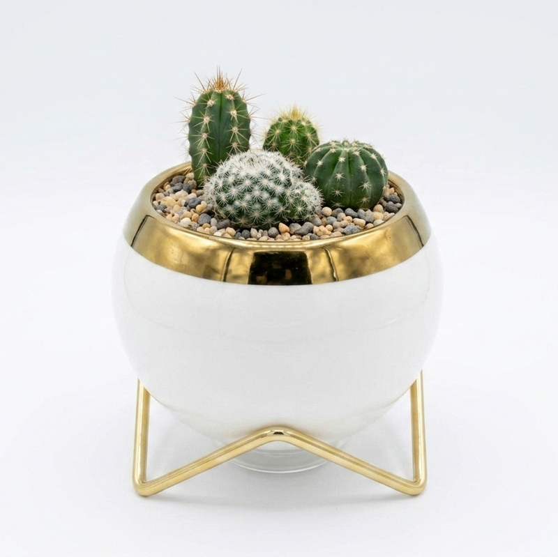 Ceramic cactus pot with stand ( White color-without plant)