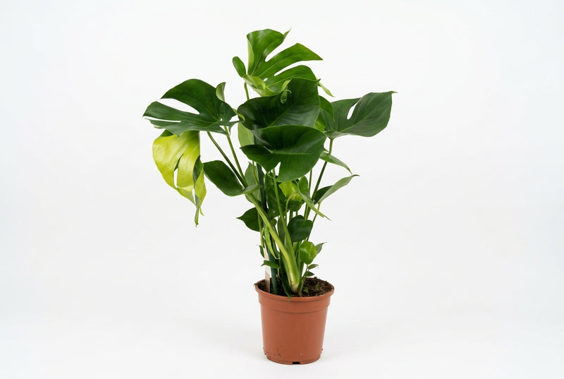 Monstera Deliciosa 5Pp - 21Cm Pot - 80Cm Height