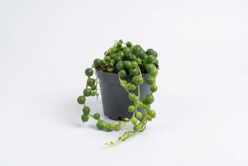 Senecio rowleyanus 6cm pot, 10cm ht