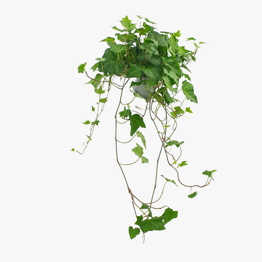 Hedera helix 'Wonder'