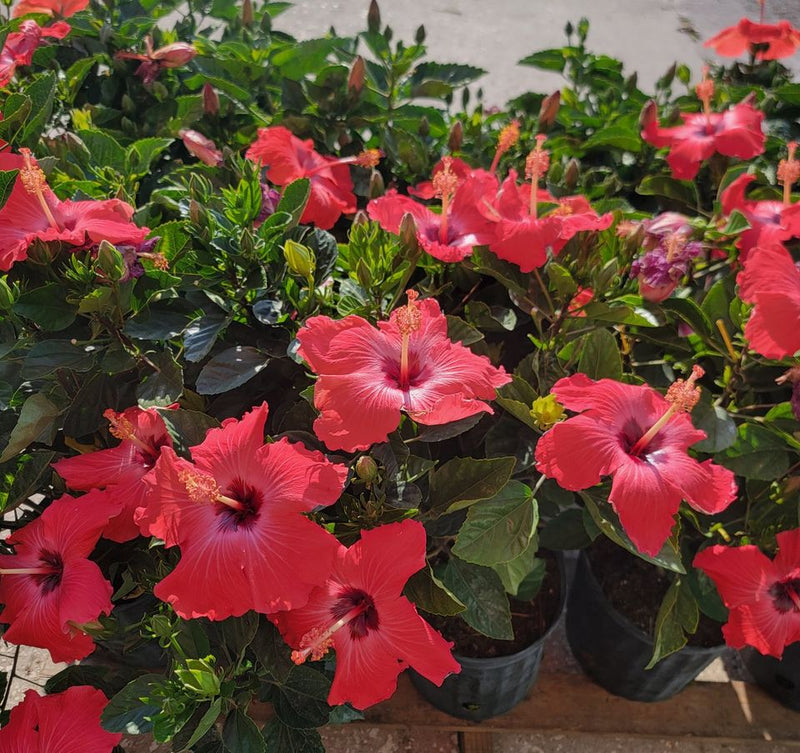 Hibiscus red  ( 30 - 35cm Ht )