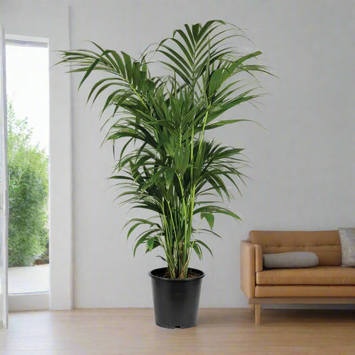 Kentia Palm (Howea forsteriana)
