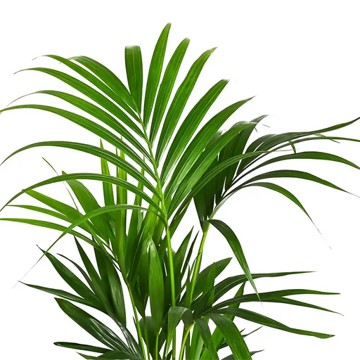 Kentia Palm (Howea forsteriana)