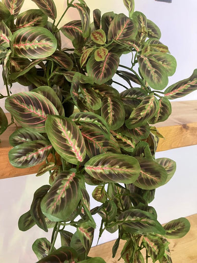 Variegated green and red leaves on a plant with a wooden surface in the background