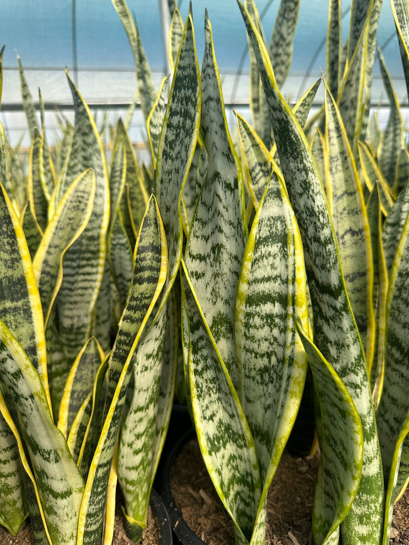Sansevieria trifasciata