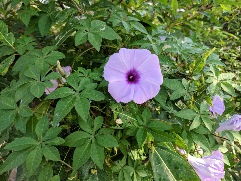Ipomoea Cairica Palmata 10L pot