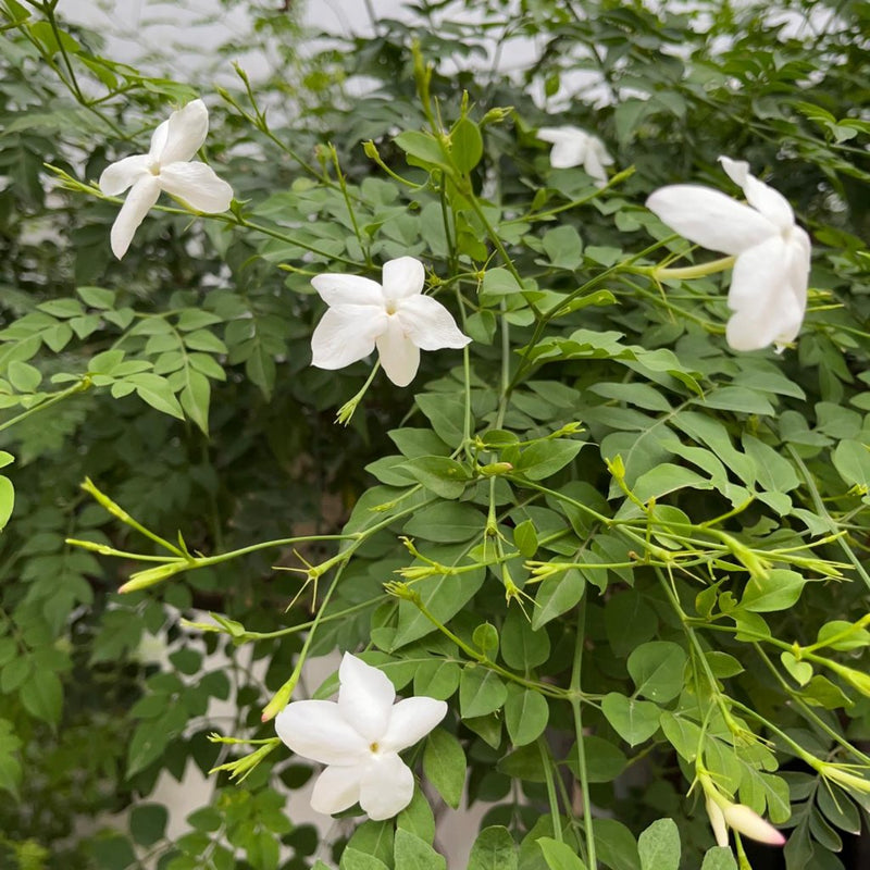 Jasminum grandiflorum ( 20 - 25cm Spread )