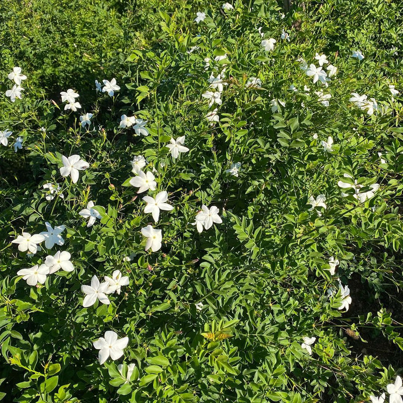Jasminum grandiflorum ( 20 - 25cm Spread )
