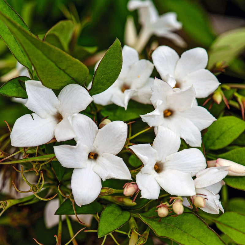 Jasminum Officinale V15 pot