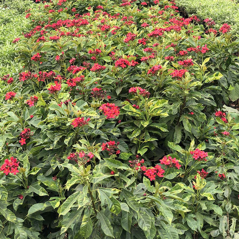 Jatropha pandurifolia 80 - 100cm Height in 10Ltr Pot