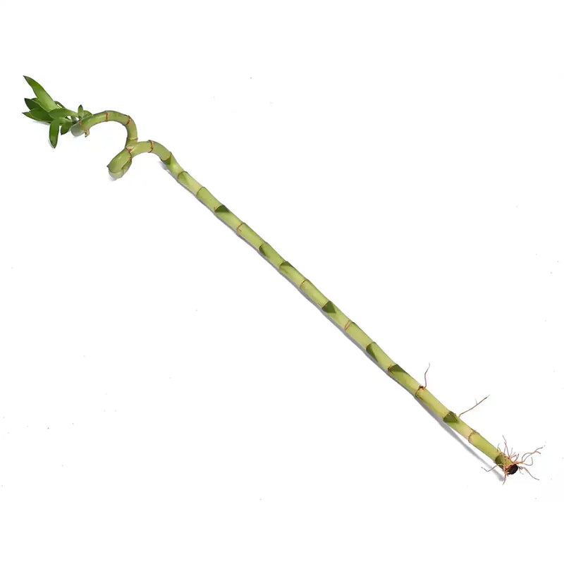 Lucky Bamboo 100cm