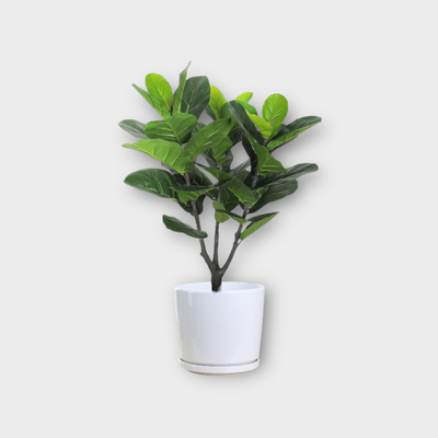 Potted plant with green leaves on a white background