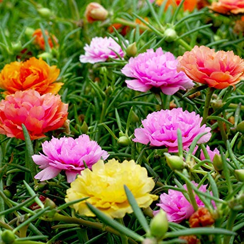 Portulaca Grandiflora Mix Color V9 Pots (100pcs)