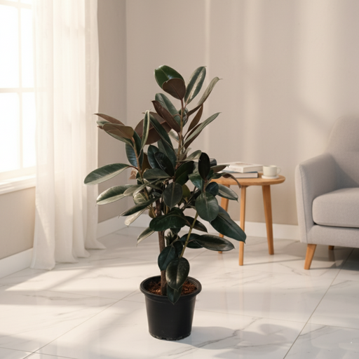 Potted plant in a bright room with a window and chair.
