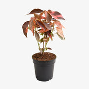 Potted plant with red and green leaves on a white background