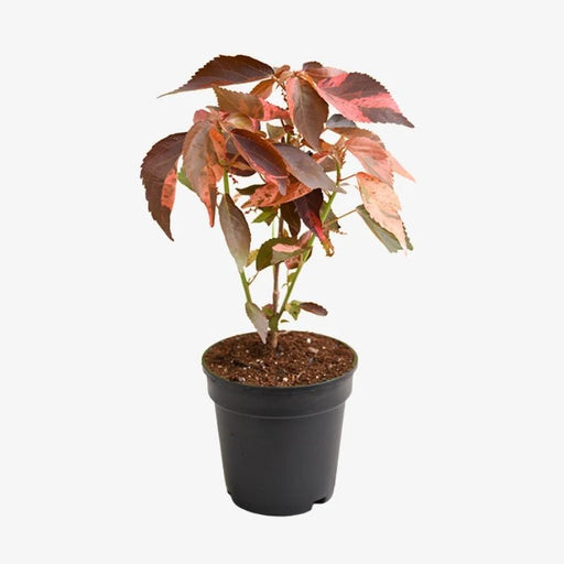 Potted plant with red and green leaves on a white background