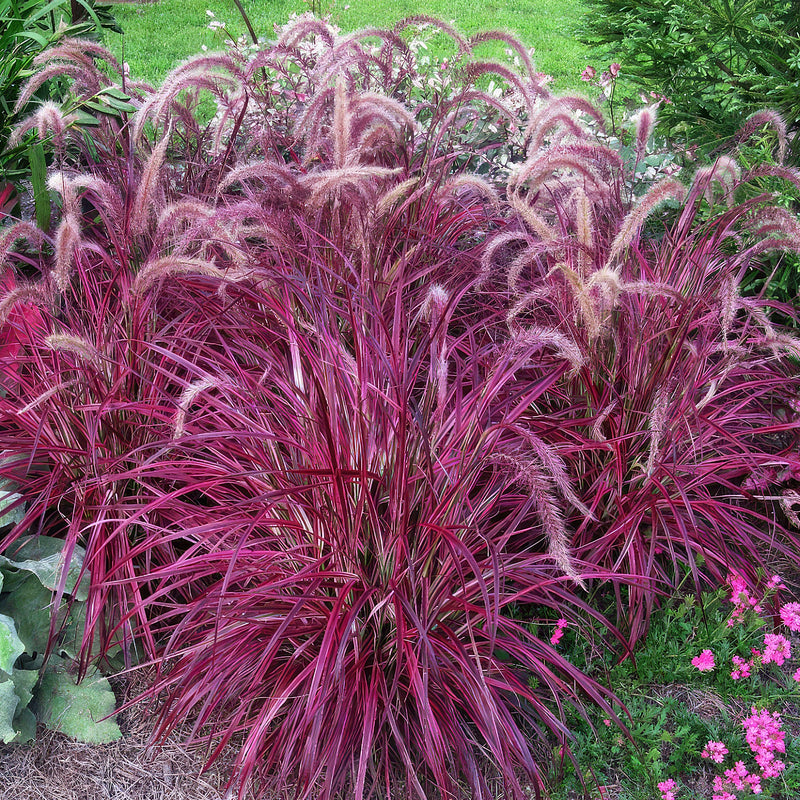 Pennisetum rubrum 30cm