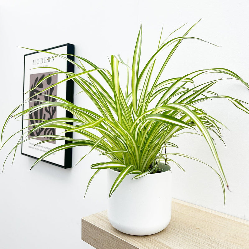 Chlorophytum comosum (30cm HT , 12cm Pot)