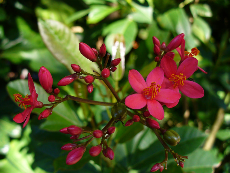 Jatropha pandurifolia 80 - 100cm Height in 10Ltr Pot