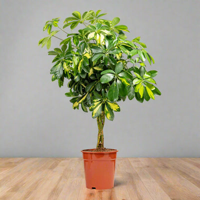 Schefflera arbor. 'Janine' 