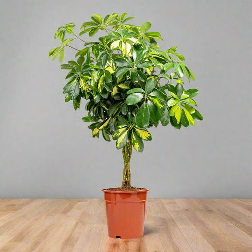 Schefflera arbor. 'Janine' 
