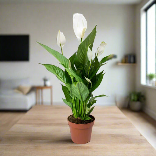 Spathiphyllum 'Sweet Chico'