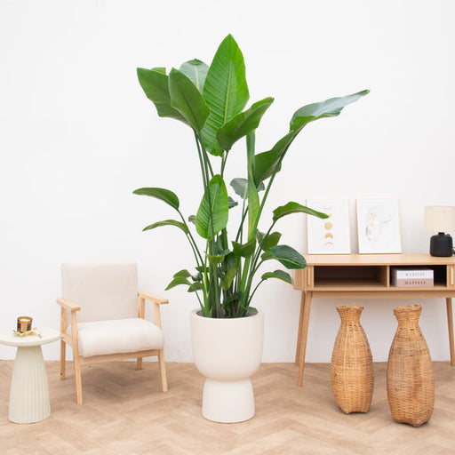 Strelitzia reginae (Bird of Paradise)