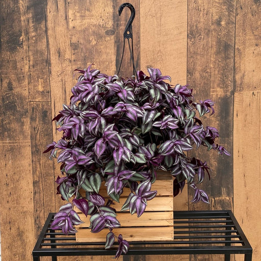 Tradescantia