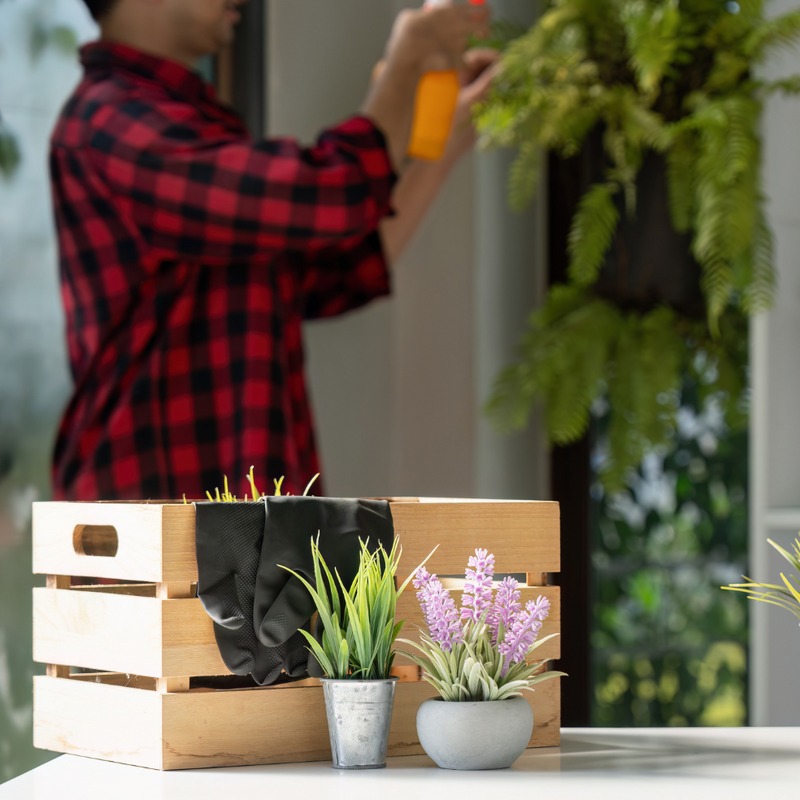 One Time Indoor Plant Maintenance Package