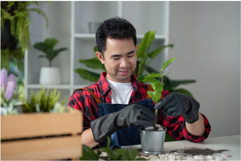 One Time Indoor Plant Maintenance Package