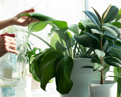 One Time Indoor Plant Maintenance Package