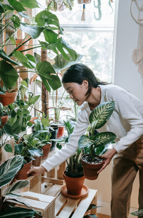 One Time Indoor Plant Maintenance Package