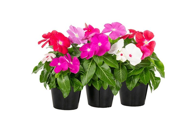 Vinca Seasonal Flowers Mix Color (100pcs) — Desert Garden for Plants ...