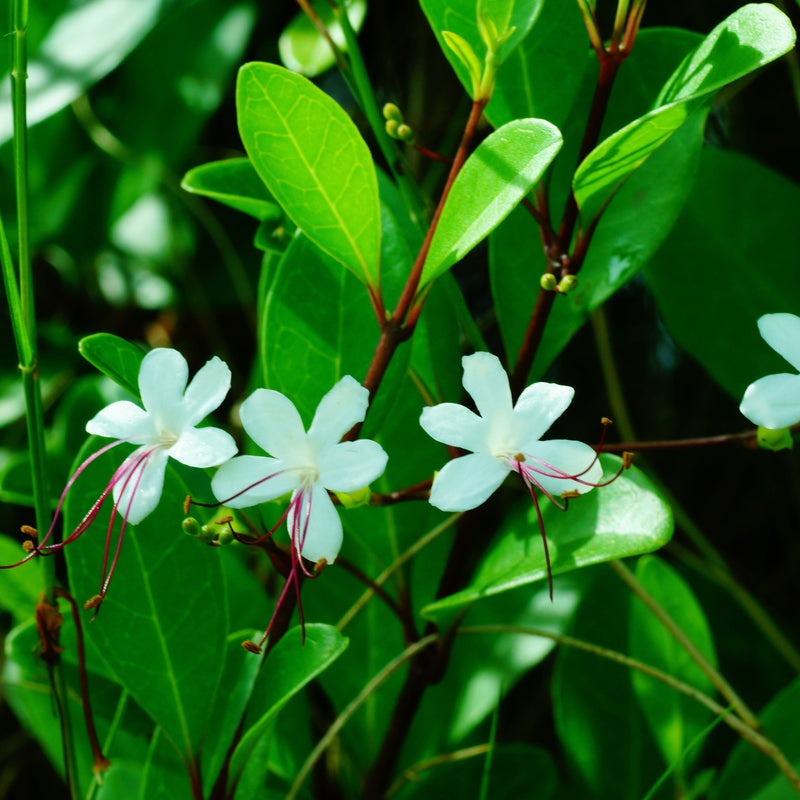Clerodendron inerme (25 - 30cm Height in 10cm Pot)